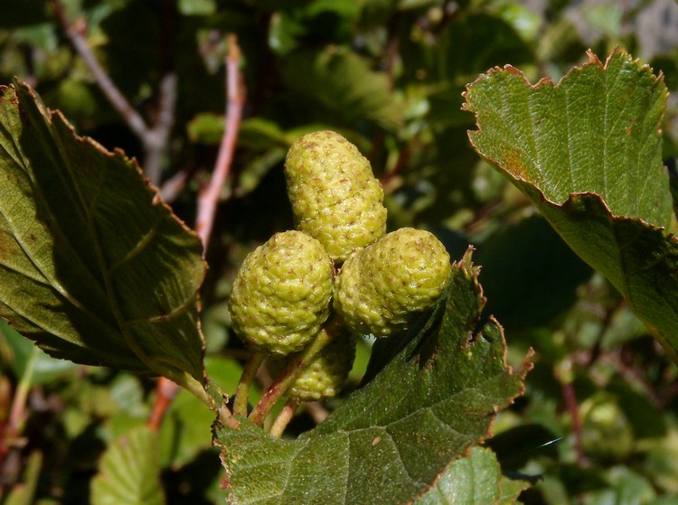 Alnus viridis / Ontano verde